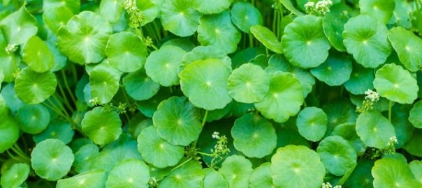 Centella